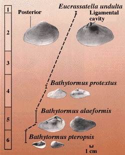 Diagram showing fossil clams 
of the same species